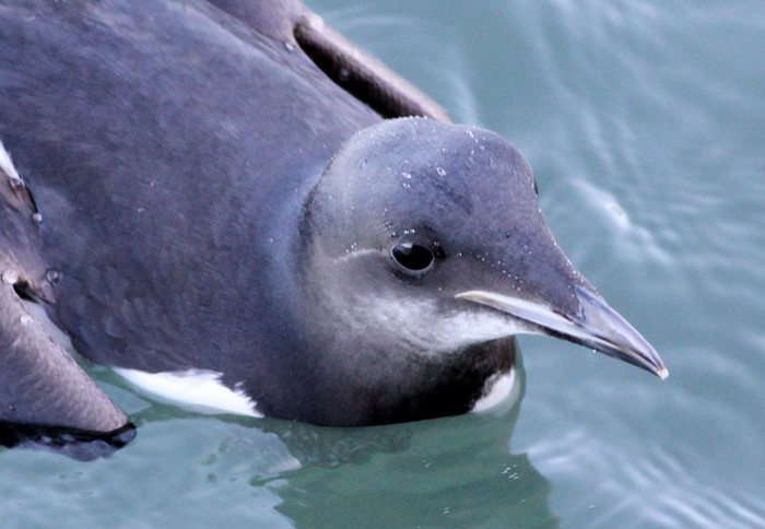 Brunnich's Guillemot