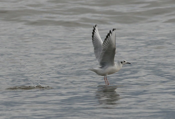 Bonaparte's Gull