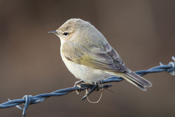 Siberian Chiffchaff
