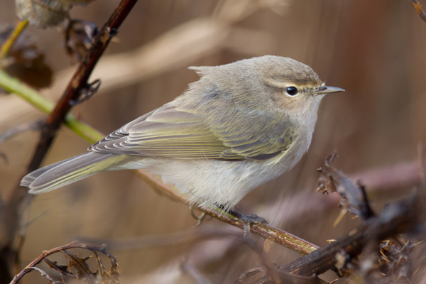 Siberian Chiffchaff