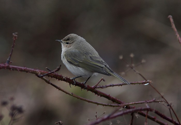 Siberian Chiffchaff