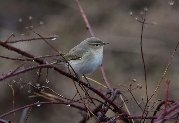 Siberian Chiffchaff