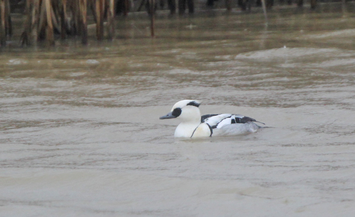 Smew