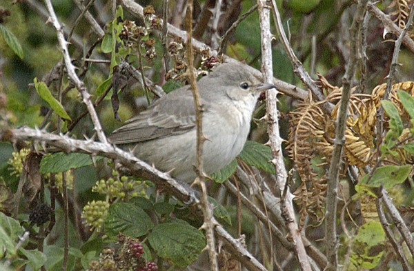 Barred Warbler