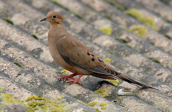 Mourning Dove