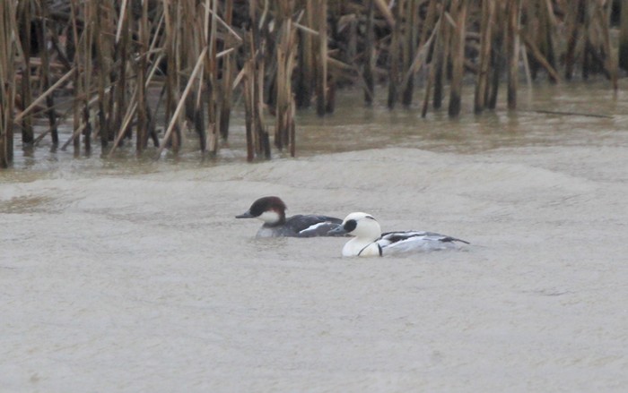 Smew
