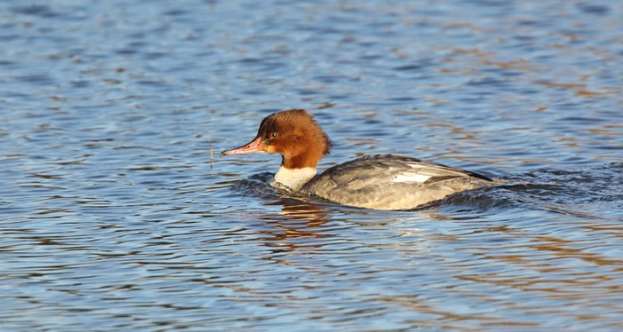 Goosander