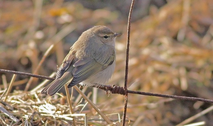 Siberian Chiffchaff