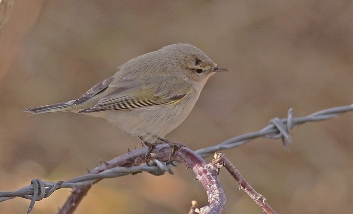 Siberian Chiffchaff