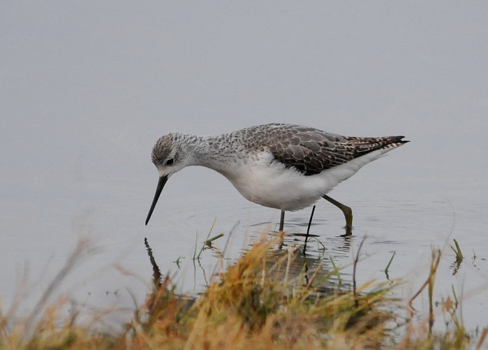 Marsh Sandpiper