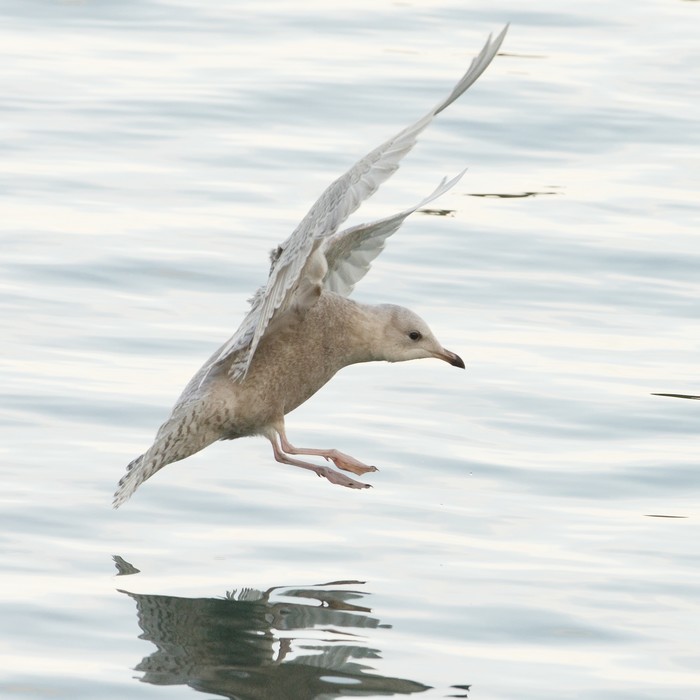 Iceland Gull