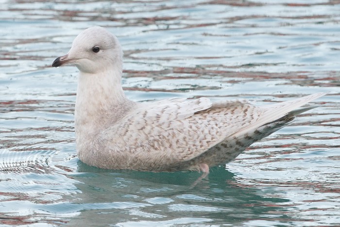 Iceland Gull