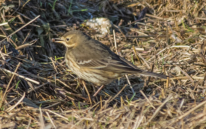 American Buff-bellied Pipit