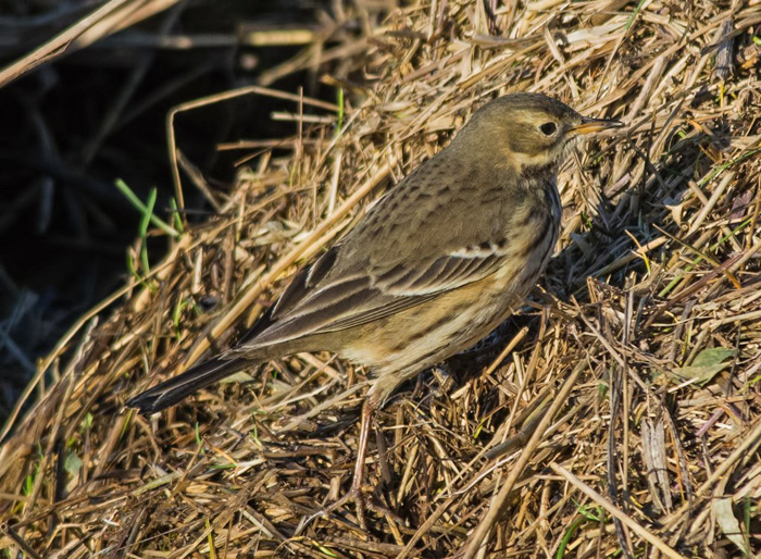 American Buff-bellied Pipit