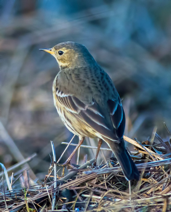 American Buff-bellied Pipit