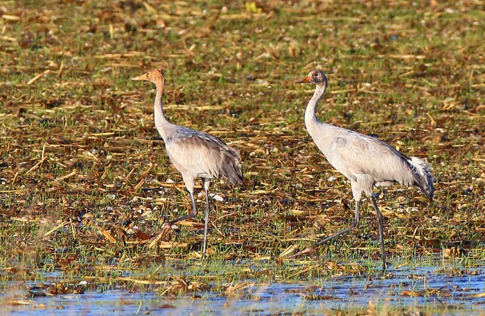 Common Crane