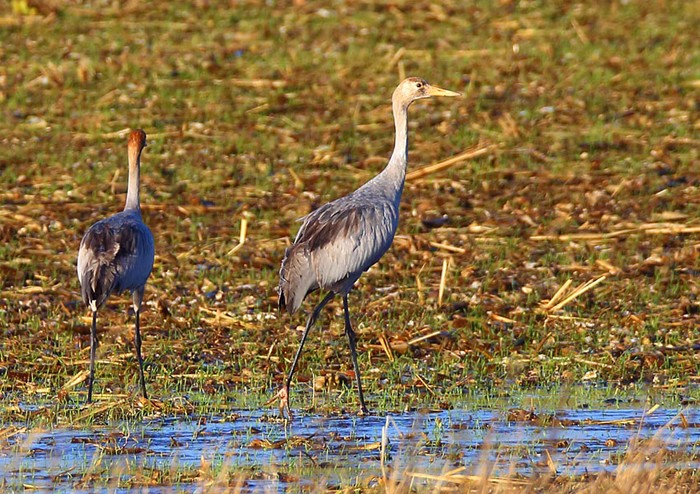 Common Crane