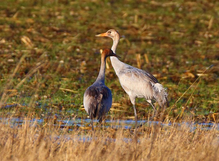 Common Crane
