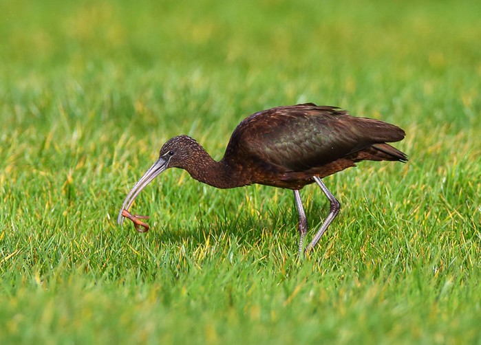 Glossy Ibis