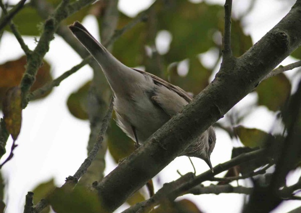 Desert Lesser Whitethroat