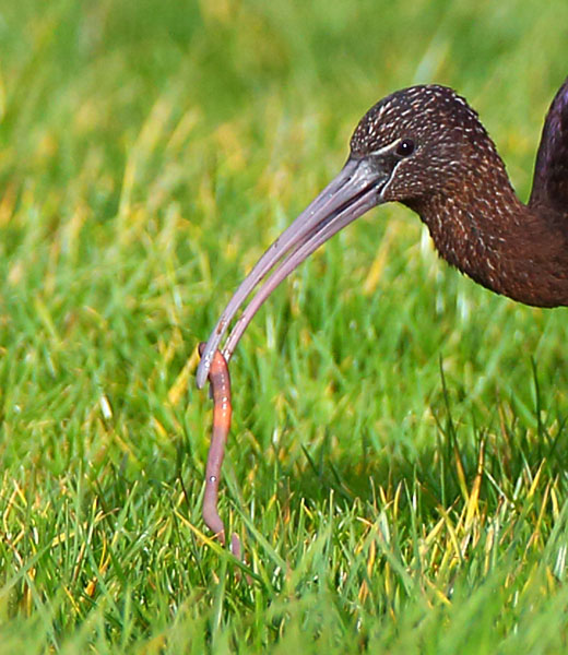 Glossy Ibis