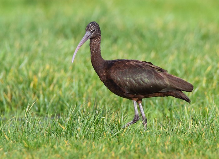 Glossy Ibis