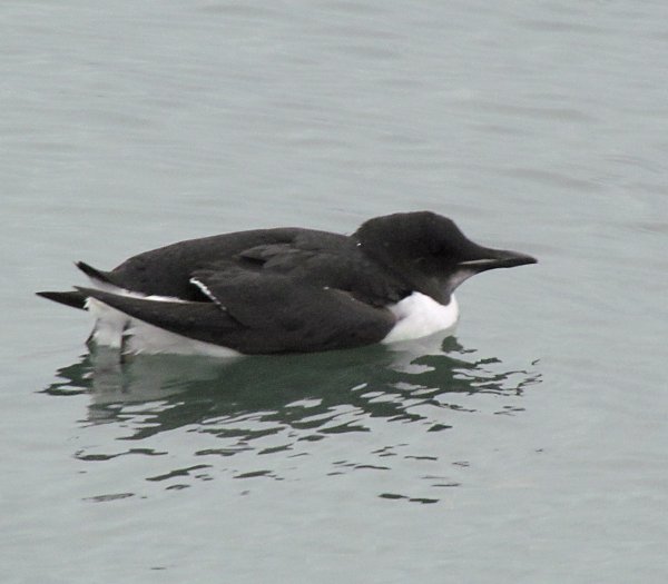Brunnich's Guillemot