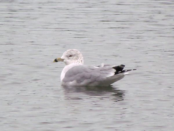Ring-billed Gull