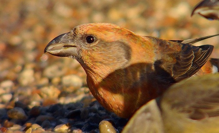 Crossbill