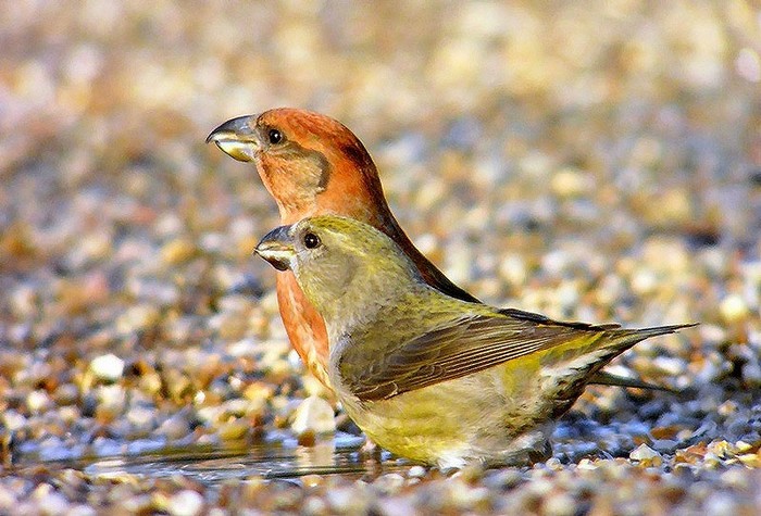 Crossbill