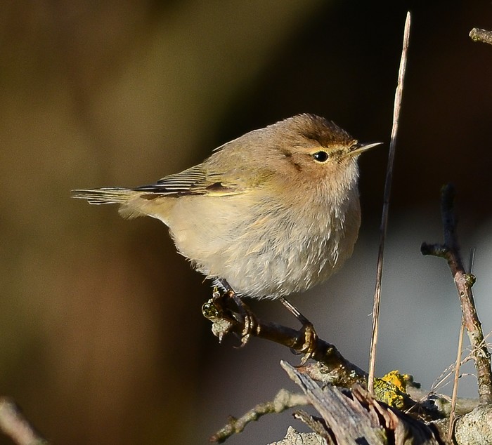 Siberian Chiffchaff
