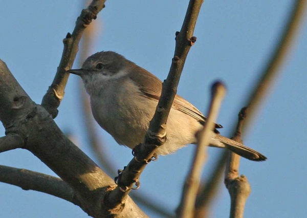 Desert Lesser Whitethroat