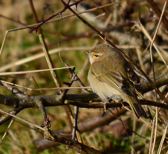 Siberian Chiffchaff