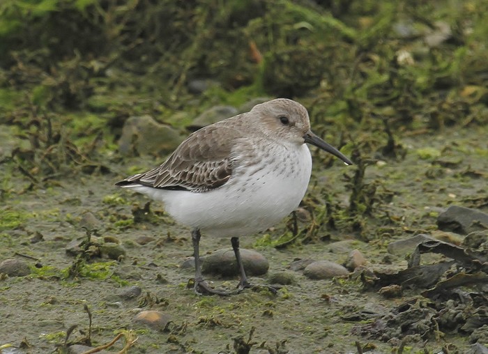 Dunlin
