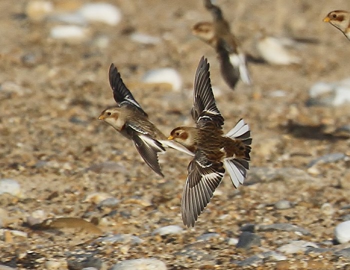 Snow Bunting
