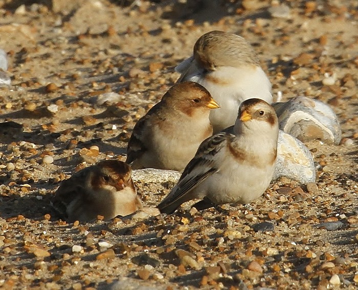 Snow Bunting