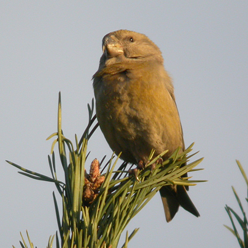 Parrot Crossbill