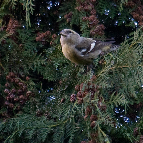 Two-barred Crossbill