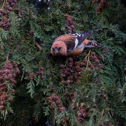 Two-barred Crossbill