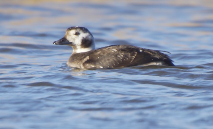 Long-tailed Duck