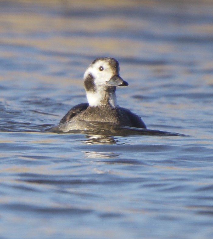 Long-tailed Duck