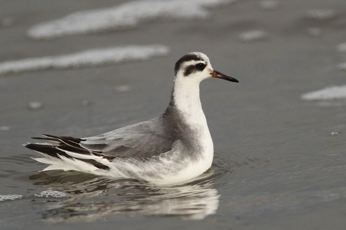 Grey Phalarope