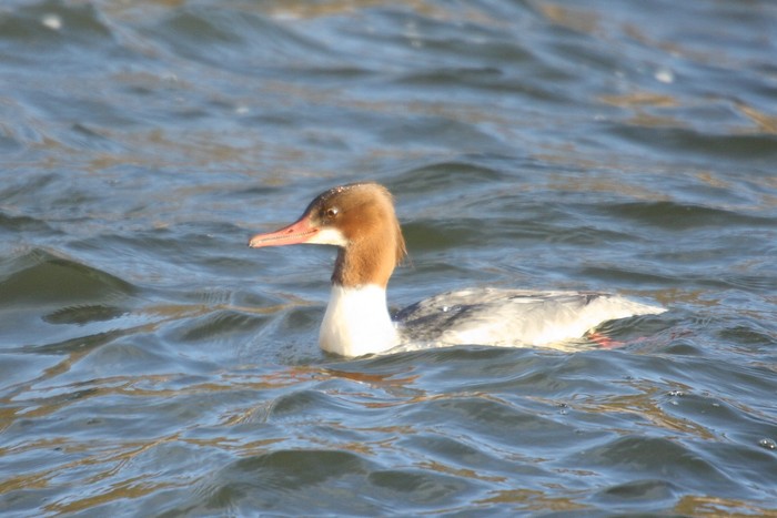Goosander