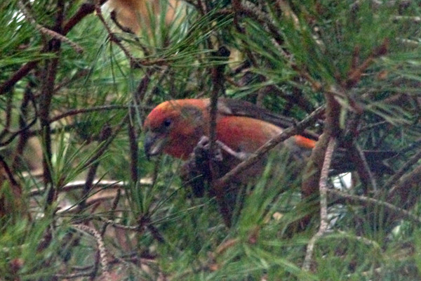 Parrot Crossbill