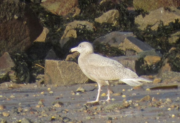 Glaucous Gull