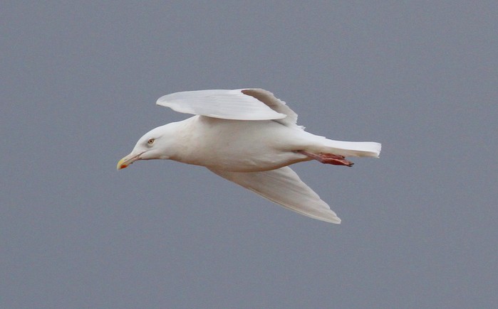 Glaucous Gull