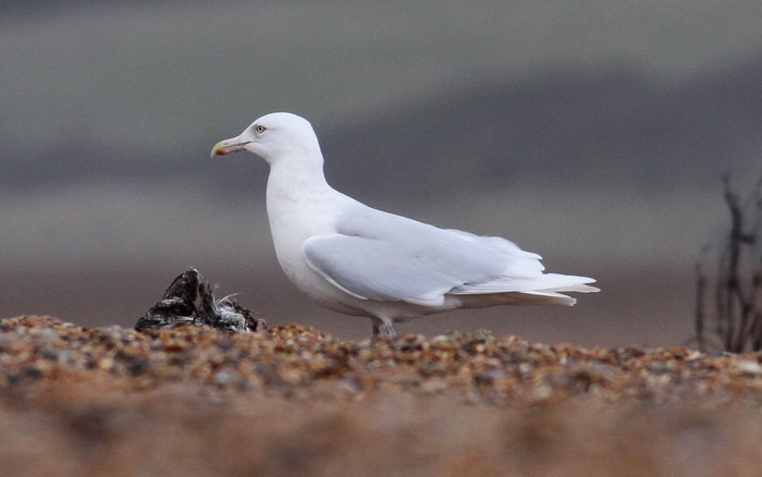 Glaucous Gull