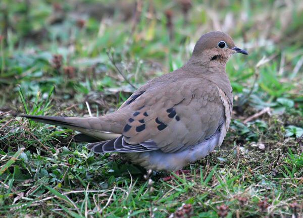 Mourning Dove