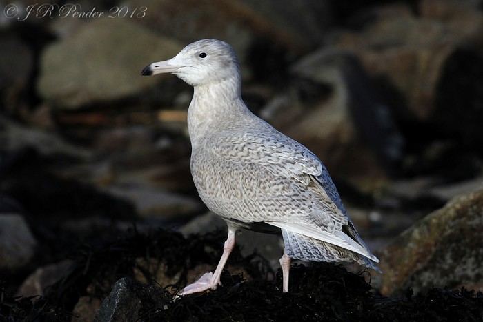 Glaucous Gull