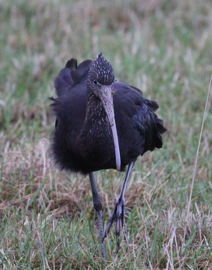 Glossy Ibis